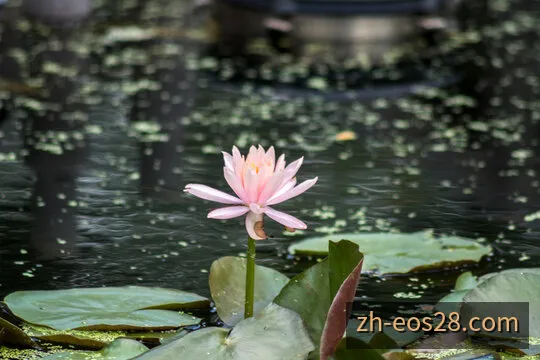 EOS阳光28走势图谱分析与太阳物理辐射观测看板